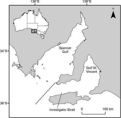 Port Jackson Shark Growth Is Sensitive to Temperature Change